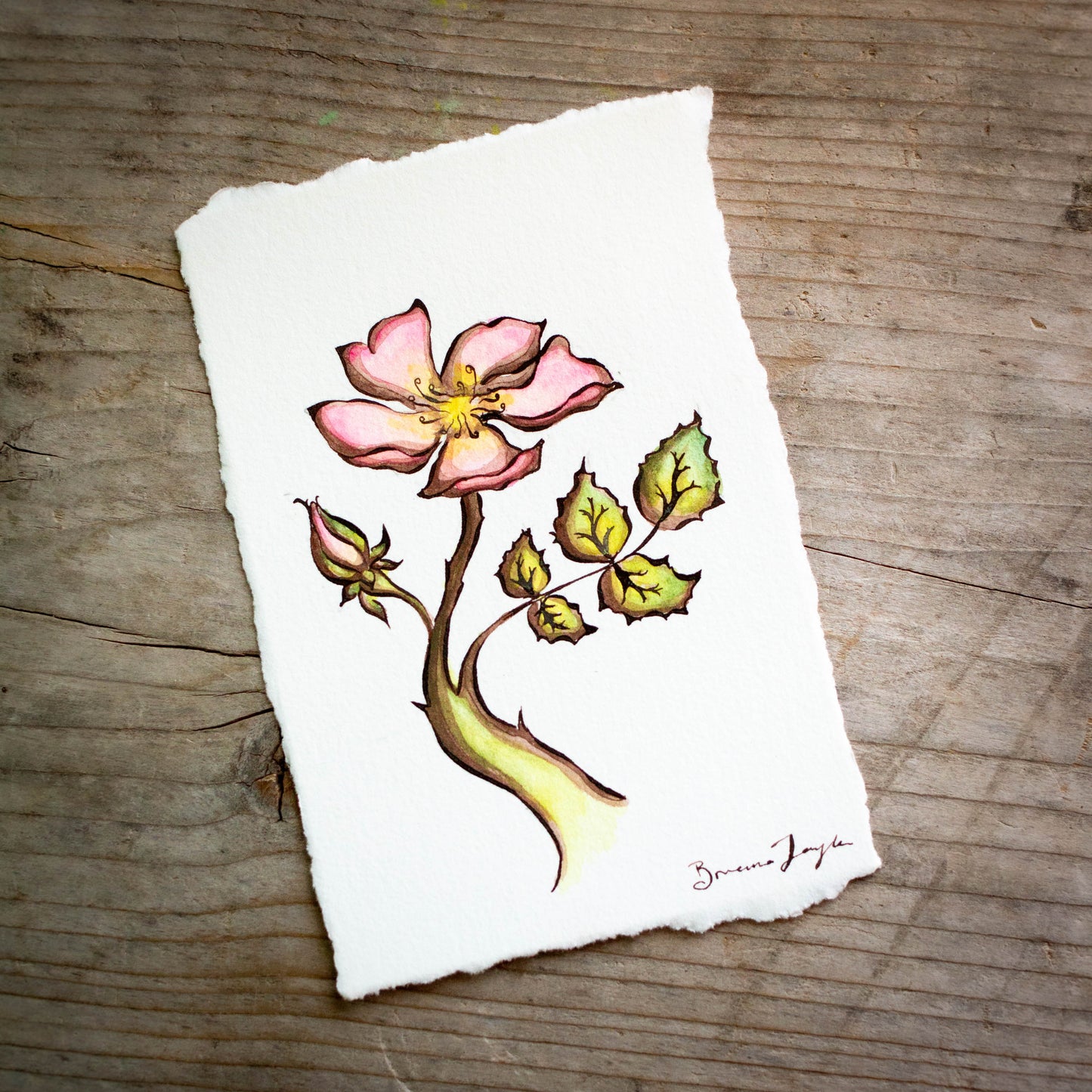 Wild Rose Original Illustration