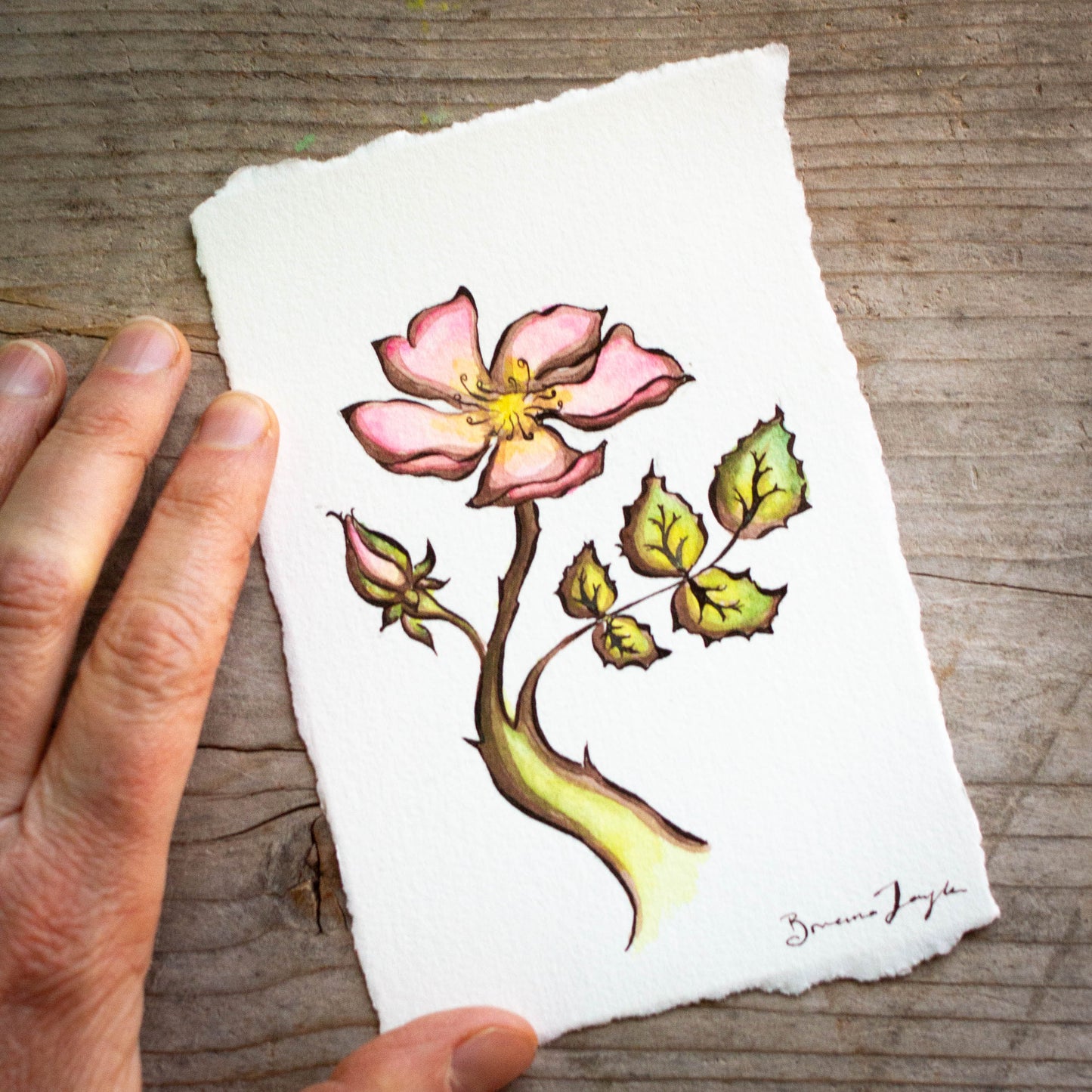 Wild Rose Original Illustration