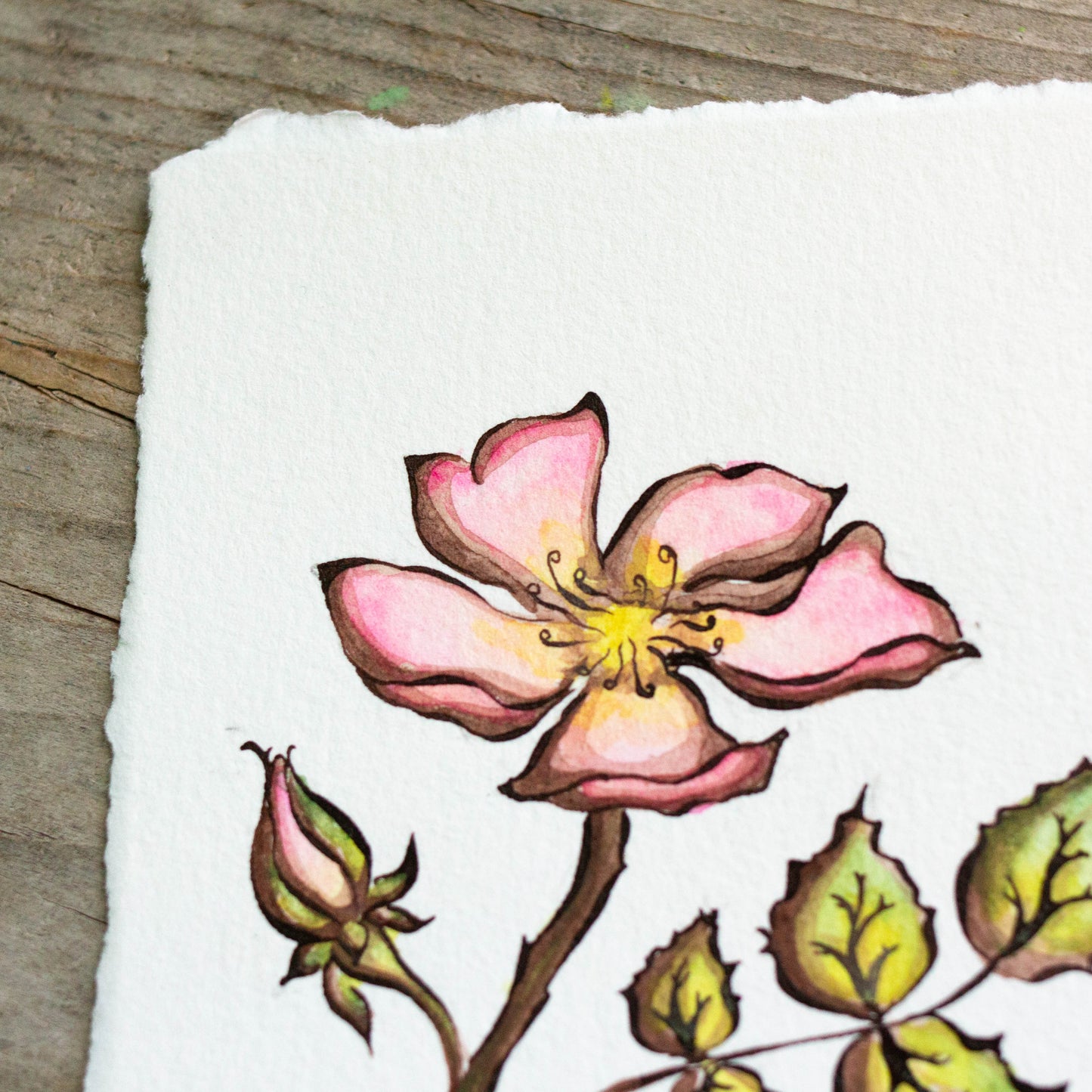Wild Rose Original Illustration