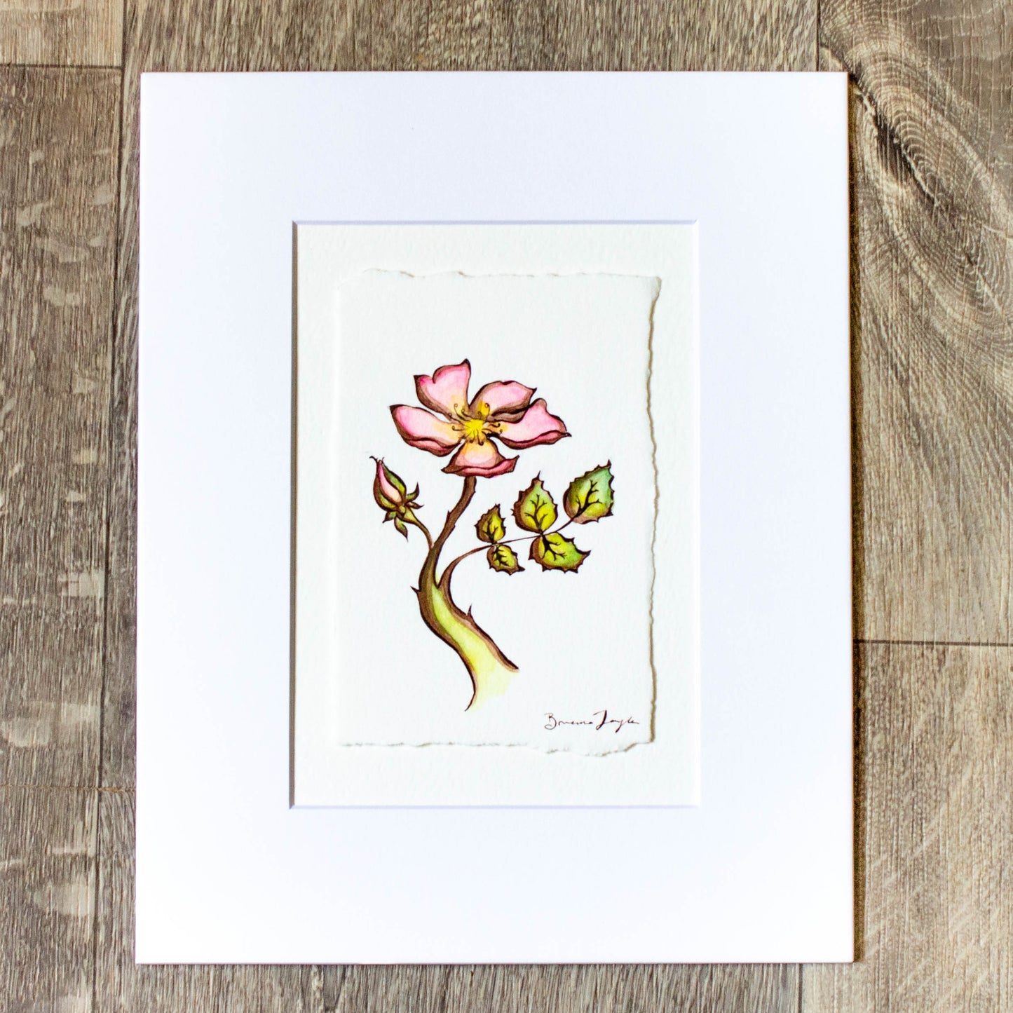 Wild Rose Original Illustration
