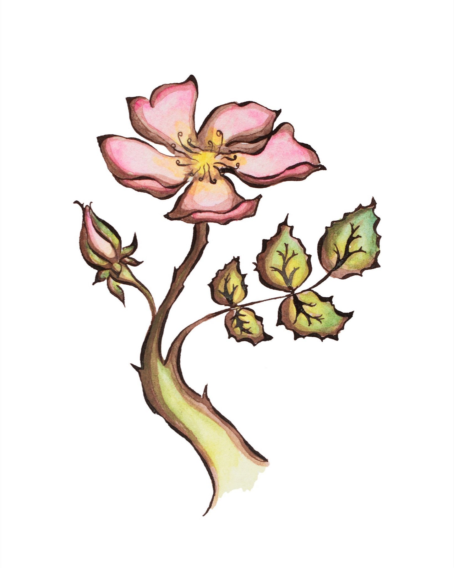Wild Rose Signed Fine Art Giclee Print