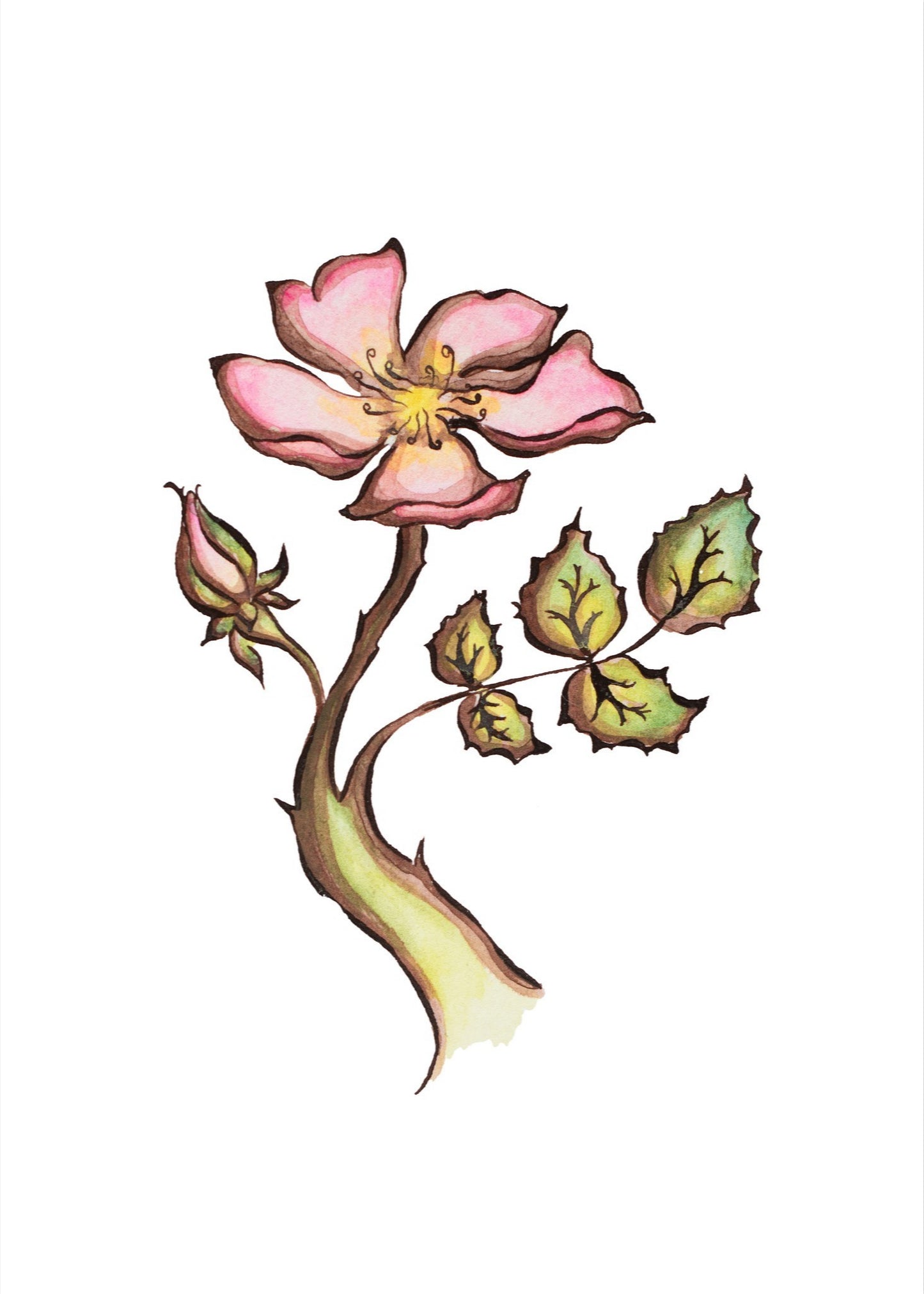 Wild Rose Signed Fine Art Giclee Print